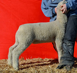 Online Sheep Sale Results - Show Stock Planet