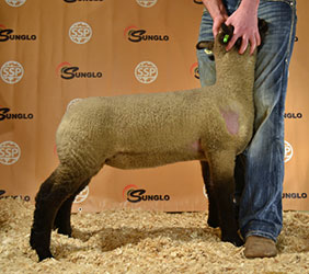 Online Sheep Sale Results - Show Stock Planet