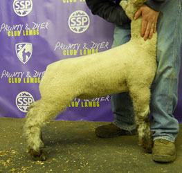 Online Sheep Sale Results - Show Stock Planet