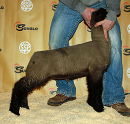 Online Sheep Sale Results - Show Stock Planet