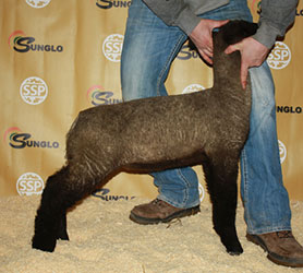 Online Sheep Sale Results - Show Stock Planet