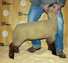 Online Sheep Sale Results - Show Stock Planet