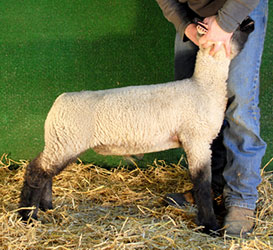 Online Sheep Sale Results - Show Stock Planet