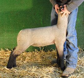 Online Sheep Sale Results - Show Stock Planet