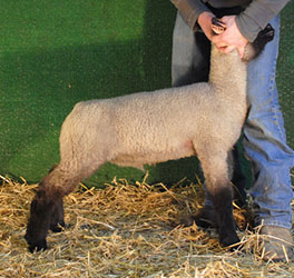 Online Sheep Sale Results - Show Stock Planet