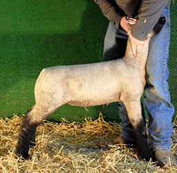 Online Sheep Sale Results - Show Stock Planet