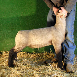 Online Sheep Sale Results - Show Stock Planet