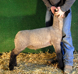 Online Sheep Sale Results - Show Stock Planet