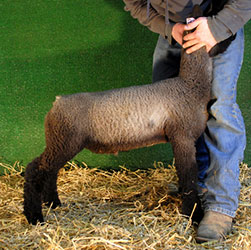 Online Sheep Sale Results - Show Stock Planet