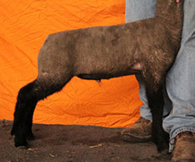 Online Sheep Sale Results - Show Stock Planet