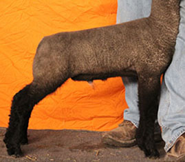 Online Sheep Sale Results - Show Stock Planet