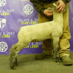 Online Sheep Sale Results - Show Stock Planet