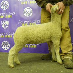 Online Sheep Sale Results - Show Stock Planet