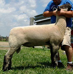 Online Sheep Sale Results - Show Stock Planet