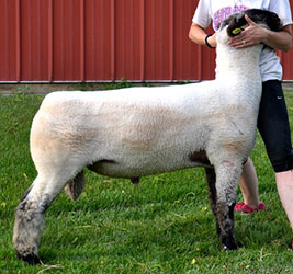 Online Sheep Sale Results - Show Stock Planet