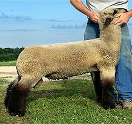 Online Sheep Sale Results - Show Stock Planet