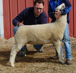 Online Sheep Sale Results - Show Stock Planet