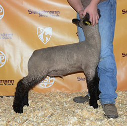 Online Sheep Sale Results - Show Stock Planet