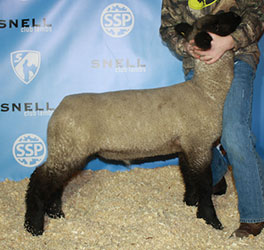 Online Sheep Sale Results - Show Stock Planet