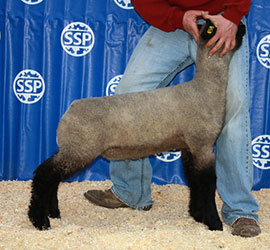 Online Sheep Sale Results - Show Stock Planet