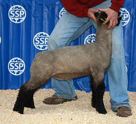 Online Sheep Sale Results - Show Stock Planet