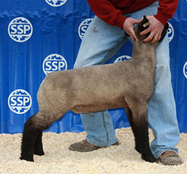 Online Sheep Sale Results - Show Stock Planet