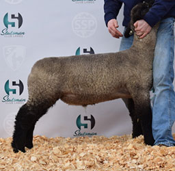 Online Sheep Sale Results - Show Stock Planet