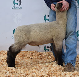 Online Sheep Sale Results - Show Stock Planet