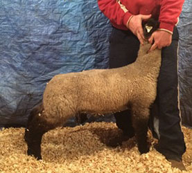 Online Sheep Sale Results - Show Stock Planet