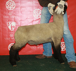 Online Sheep Sale Results - Show Stock Planet