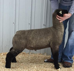 Online Sheep Sale Results - Show Stock Planet