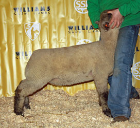 Online Sheep Sale Results - Show Stock Planet