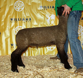 Online Sheep Sale Results - Show Stock Planet