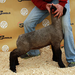 Online Sheep Sale Results - Show Stock Planet