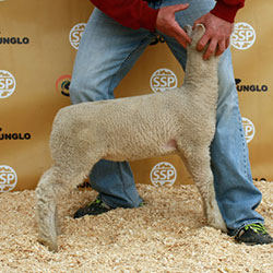 Online Sheep Sale Results - Show Stock Planet