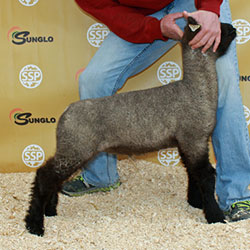 Online Sheep Sale Results - Show Stock Planet