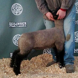 Online Sheep Sale Results - Show Stock Planet