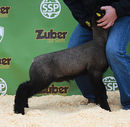 Online Sheep Sale Results - Show Stock Planet