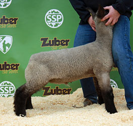 Online Sheep Sale Results - Show Stock Planet