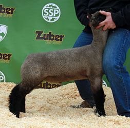 Online Sheep Sale Results - Show Stock Planet