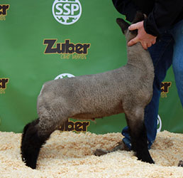 Online Sheep Sale Results - Show Stock Planet