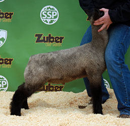 Online Sheep Sale Results - Show Stock Planet